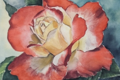 1_Rose