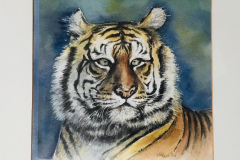 1_Tiger