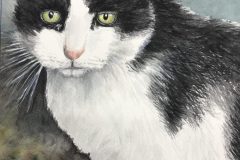 Katze_3-scaled